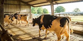 It contains 3 active ingredients, 2 insecticides and an alpine flea & bed bug insecticide is manufactured by basf and is an insecticide designed to. Basf Poultry And Livestock Pt Alpine Flea Bed Bug Pressurized Insecticide