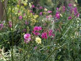 Image result for Oxyanthus latifolius