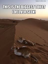 Pin By Dale Davis On Memes Dogs Cat And Dog Memes Funny Animal Jokes Animal Jokes