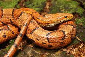 Pantherophis Guttatus Corn Snake Usa Snakes Corn Snake Pet Snake Snake
