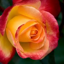 Desire, passion, joy of life, youth, energy burgundy: 21 Special Rose Color Meanings Rose Flower Meanings For Valentine S Day
