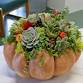 Pumpkin Succulent/Centerpiece Workshop event image