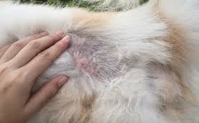 Image result for what do lice look like in dog fur