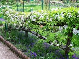 10 Amazing Examples Of Espalier Tree Art Fruit Tree Garden Fruit Garden Espalier Fruit Trees