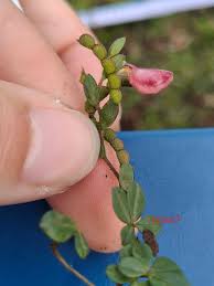 Image result for Zornia setosa