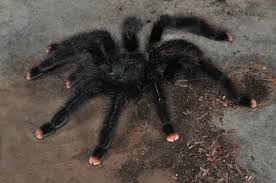 Pink Toes Spider Species Pet Tarantula Tarantula