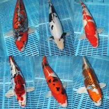 We are updating the new koi pages and also our usa koi facebook page. Koi Carp For Sale Buy Koi Carp Online Aquatics To Your Door