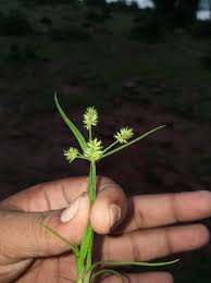 Image result for Courtoisina cyperoides