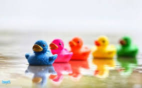 صور ناعمة 2017 خلفيات كيوت روعة Duck Wallpaper Rubber Duck Duck Photography