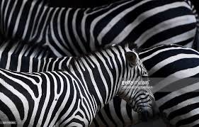 Animal Stars Of The Week Pictures Gallery Star Of The Week Zebra Zebras