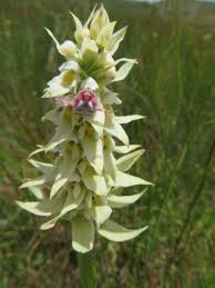 Image result for Satyrium trinerve