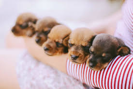 The first day (and first night) with your puppy is a time to teach them that they're part of the family. What To Expect In Your Puppy S First Eight Weeks