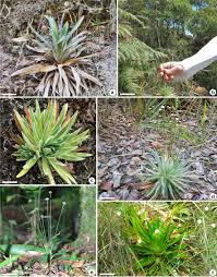 Image result for Eriocaulaceae