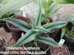 Image result for Habenaria silvatica