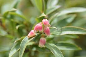 Image result for Agarista salicifolia