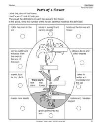 Parts Of A Flower Lesson Plans The Mailbox Parts Of A Plant Parts Of A Flower Plant Lessons