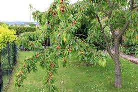 Gartenbaume 50 Arten Kleine Grosse Und Schnellwachsende Baume Hausgarten Net