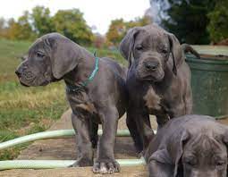 Check spelling or type a new query. Adopt Great Dane Puppies Buy Sell Puppies Online In India