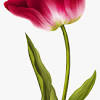 Your easy tulip drawing is done. Https Encrypted Tbn0 Gstatic Com Images Q Tbn And9gcsqvtce80592l0yisfdt4pvtd2ph5hfwoqypm1nfysxujdo8cwb Usqp Cau