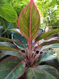 Aglaonema Siam Aurora Shade Tolerant Plants Plants Green Leaves