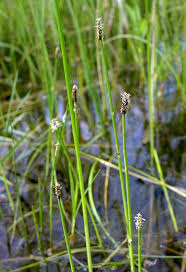 Image result for Eleocharis naumanniana