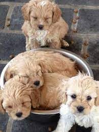 130 Cavoodles Ideas Puppies Cute Animals Cute Dogs