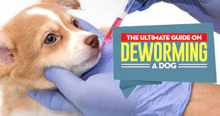 After the age of six months they need to be treated at least once every three months or more preferably around five or six times per year. How To Deworm A Dog With Pictures Natural And Veterinary Treatments