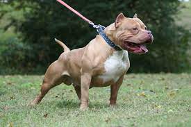Top 10 Most Dangerous Dog Breeds Parhlo