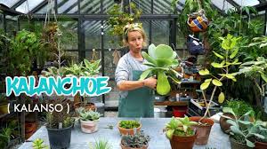 Kalanchoe Kalanaÿo Dÿ Bitkileri Tana Yala M Labofem Youtube Bitki Kurak Seralar