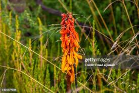 Image result for Uvaria tanzaniae