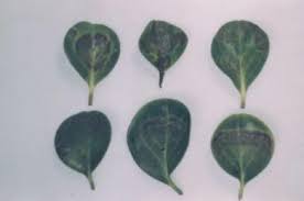 Maybe you would like to learn more about one of these? Https Ipm Illinois Edu Diseases Rpds 653 Pdf