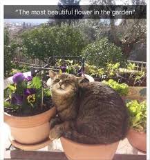 The Most Beautiful Flower In The Garden Funny Animals Funny Animal Memes Cute Animals
