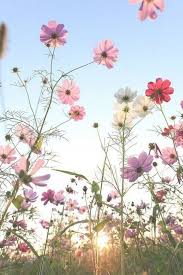 We did not find results for: Flower Fields Wallpaper