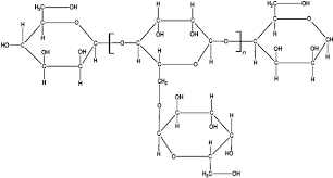 Image result for Acacia adenocalyx