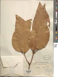 Image result for Indigofera paracapitata