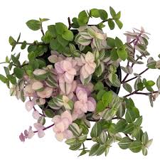 Callisia Repens Bianca Etsy Plants Rare Succulents Succulents