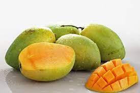 Isinya yang ranum, manis, berjus dan enak menambat. Cara Mudah Menanam Dan Merawat Tanaman Mangga Harum Manis Dalam Pot Samudrabibit Com
