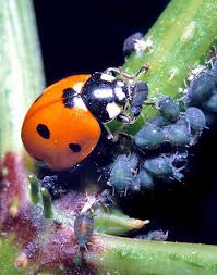 There is a 75 character minimum for reviews. Coccinella Septempunctata Monaco Nature Encyclopedia