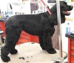 Nice Short Sport Clip On Cocker Cocker Spaniel Grooming Cocker Spaniel Cocker Spaniel Haircut