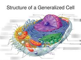Animal cell contains membrane bound nucleus, it also contains other membrane bound cellular organelles. Structure Of A General Animal Cell Diagram Quizlet