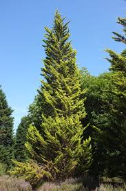 Image result for Triumfetta heliocarpa