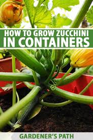 We did not find results for: How To Grow Zucchini In Containers Gardener S Path