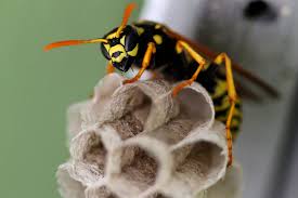 Take a banana peel, cut into thin strips then insert strips into an empty 2 liter bottle. How To Keep Wasps Away From Your Bbq Beeline Pest Control