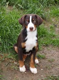 appenzeller mountain dog dogs razas de perros perros gatos