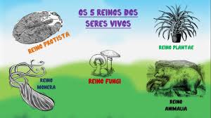 O stoodi tem exercícios de classificação dos seres vivos dos maiores vestibulares do brasil. Seres Vivos Conceito E Classificacao Resumo Animado Youtube