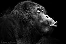 Expressive Black And White Portraits Of Zoo Animals Animal Photography Animals Pet Portraits