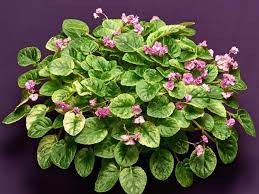 Amazing African Violets African Violets Saintpaulia Flowers