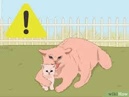 Get the two cats together so your cat can observe the skilled hunter in the field. 3 Ways To Catch A Stray Kitten Wikihow
