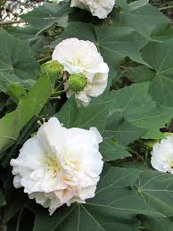 Image result for Hibiscus mutatus