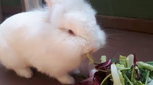 Dagli 8 mesi è consigliabile dare al coniglio nano ariete o testa di leone e altre razze di conigli, soltanto due manciate di pellet al giorno. Cosa Mangia Il Coniglio La Corretta Alimentazione Youtube